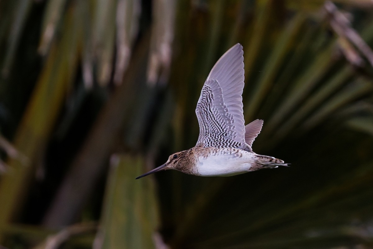 Bécassine de Swinhoe - ML648980368