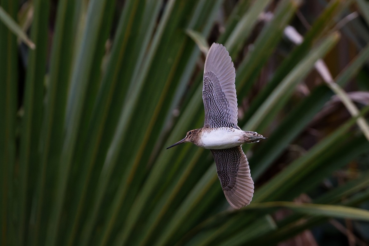 Bécassine de Swinhoe - ML648980369