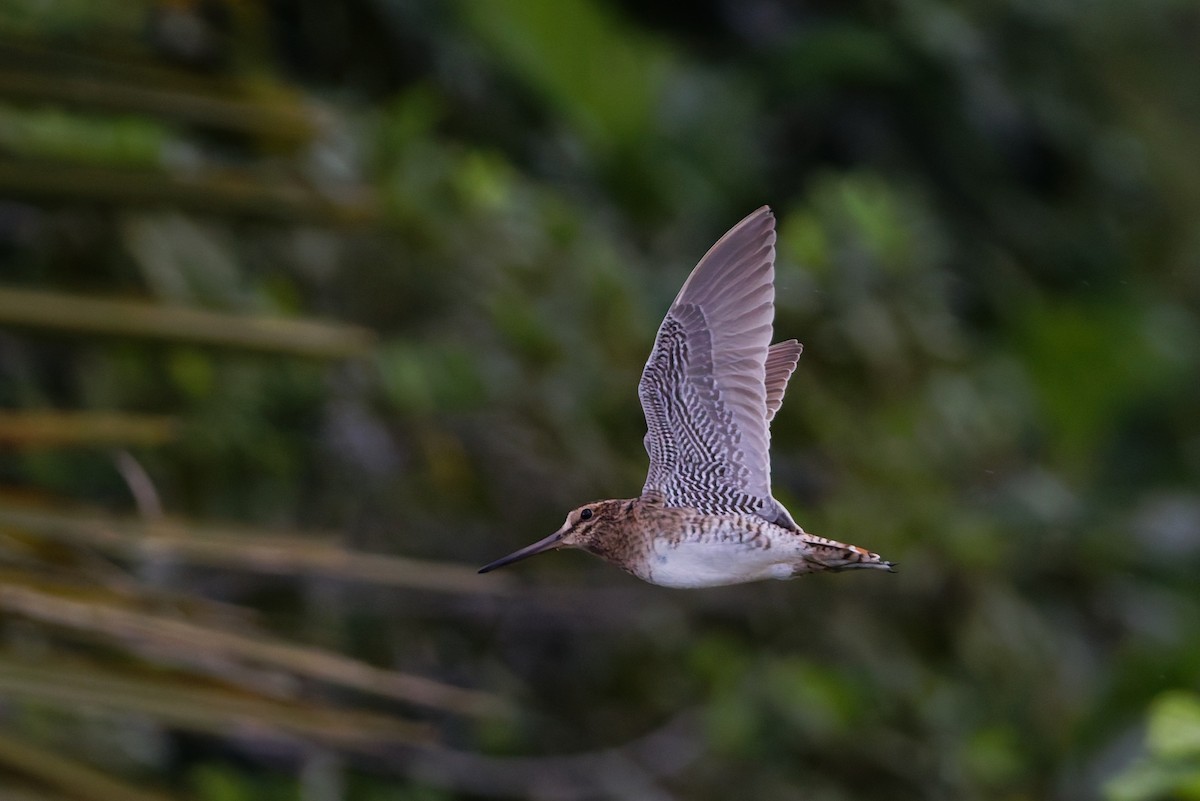 Bécassine de Swinhoe - ML648980370