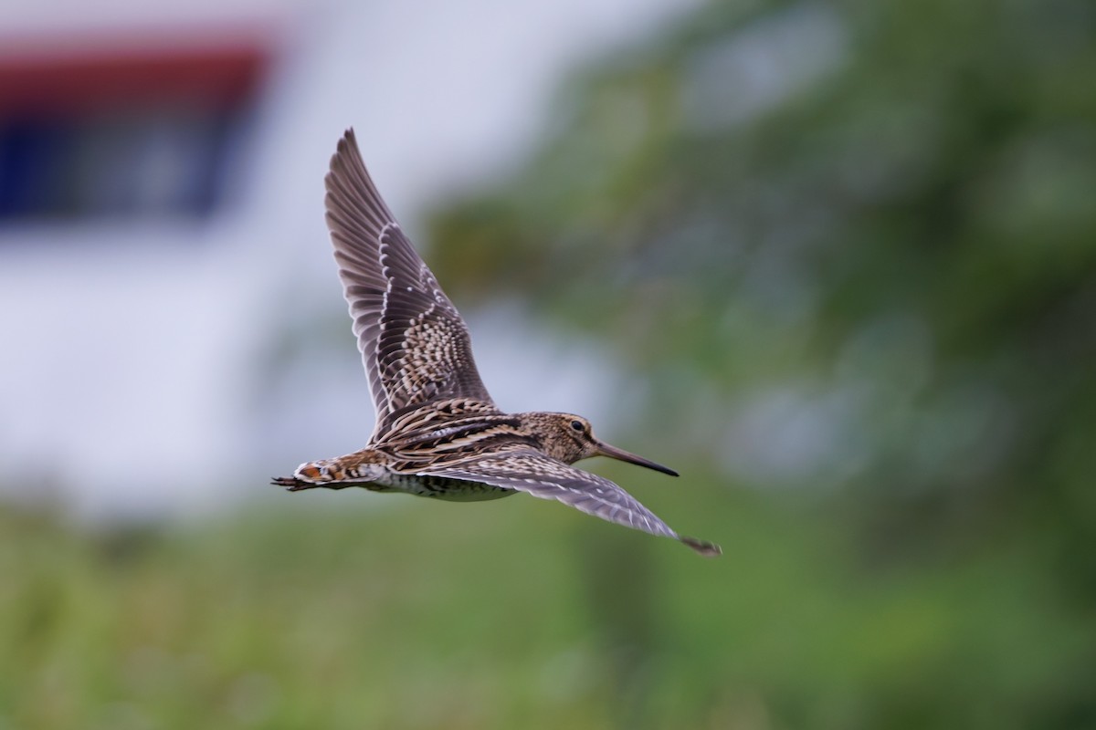 Bécassine de Swinhoe - ML648980371