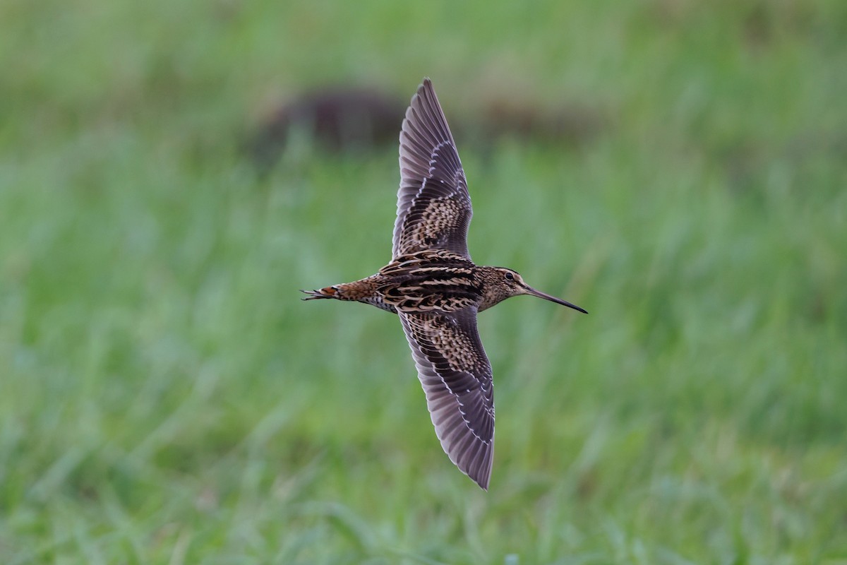 Bécassine de Swinhoe - ML648980372