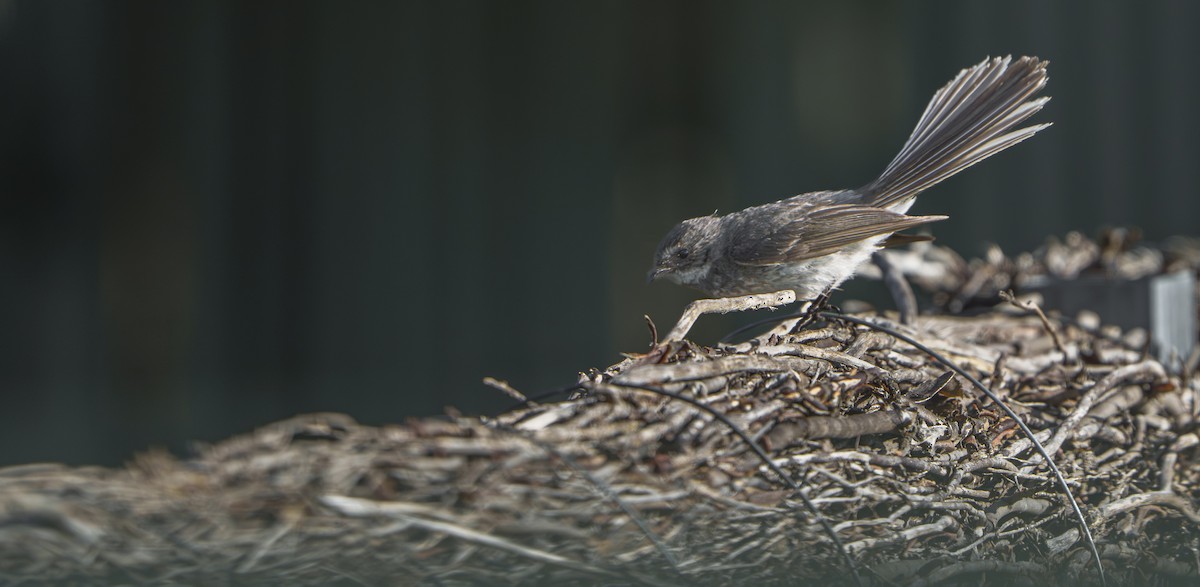 Rhipidure gris - ML648980373