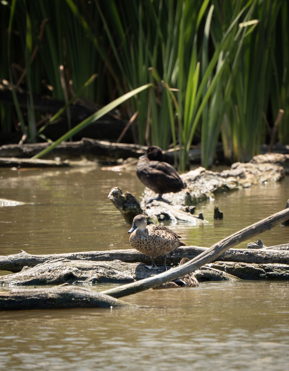 Sarcelle australasienne - ML648980374