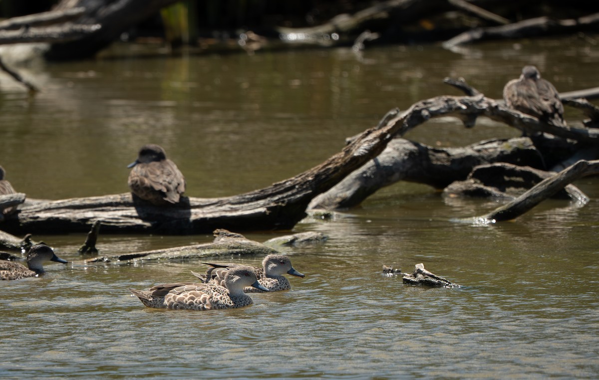 Sarcelle australasienne - ML648980375