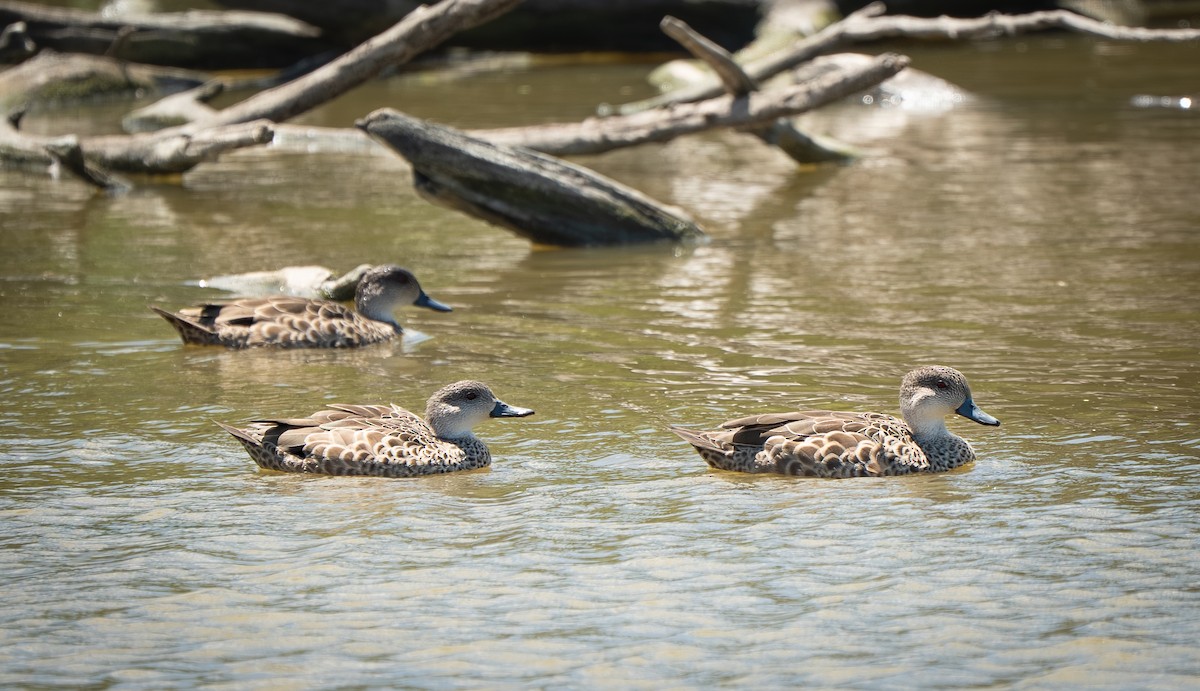 Sarcelle australasienne - ML648980377