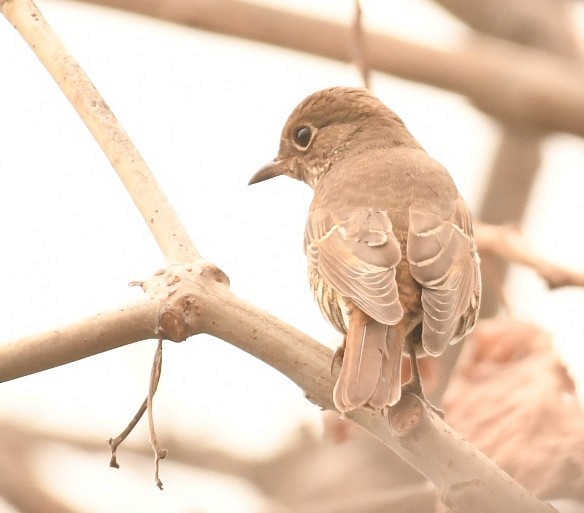 Monticole à croupion roux - ML648980384