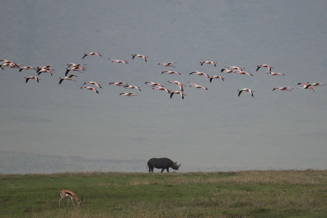 Lesser Flamingo - ML648980541