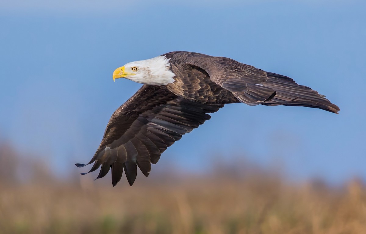 Pygargue à tête blanche - ML648980580