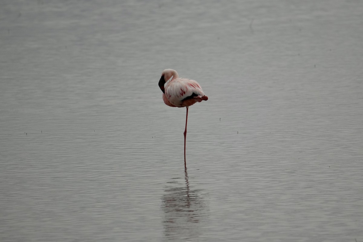 Lesser Flamingo - ML648980596