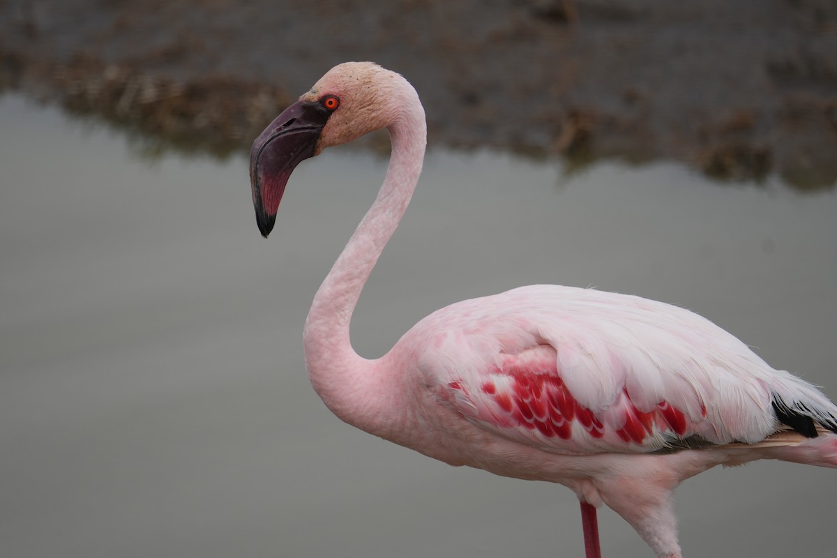 Lesser Flamingo - ML648980597