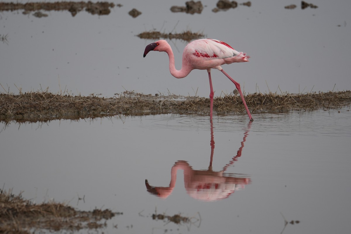 Lesser Flamingo - ML648980598