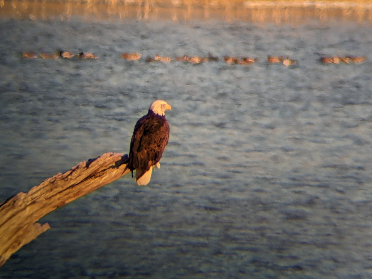 Pygargue à tête blanche - ML648980605