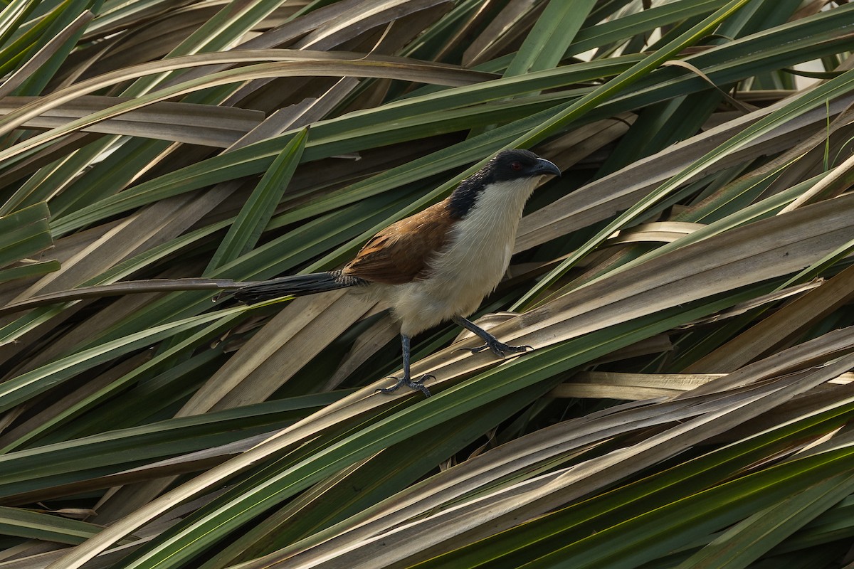 Burchell Kukalı - ML648980616