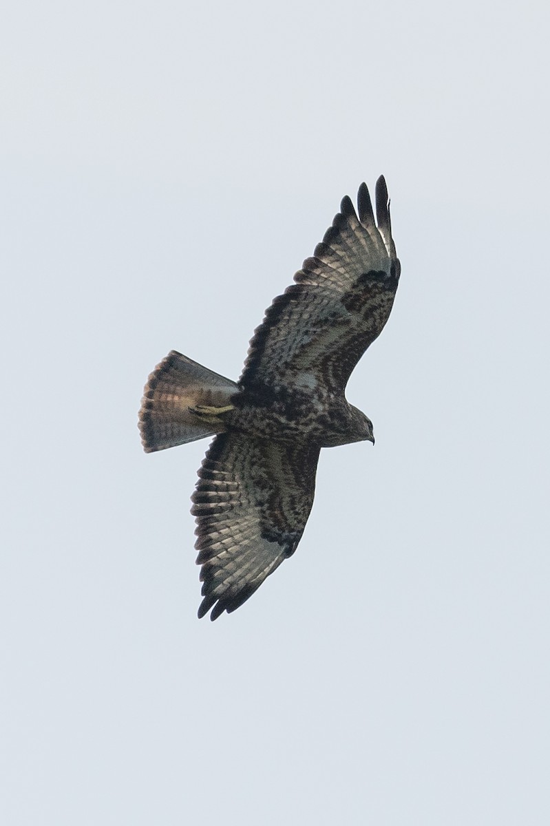 Mäusebussard (Falkenbussard) - ML648980621