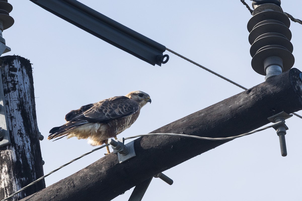 Mäusebussard (Falkenbussard) - ML648980622