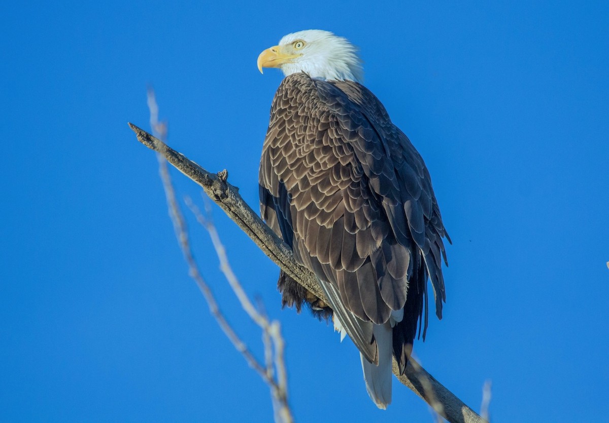 Pygargue à tête blanche - ML648980655