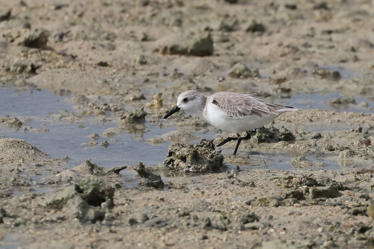 Sanderling - ML648980933