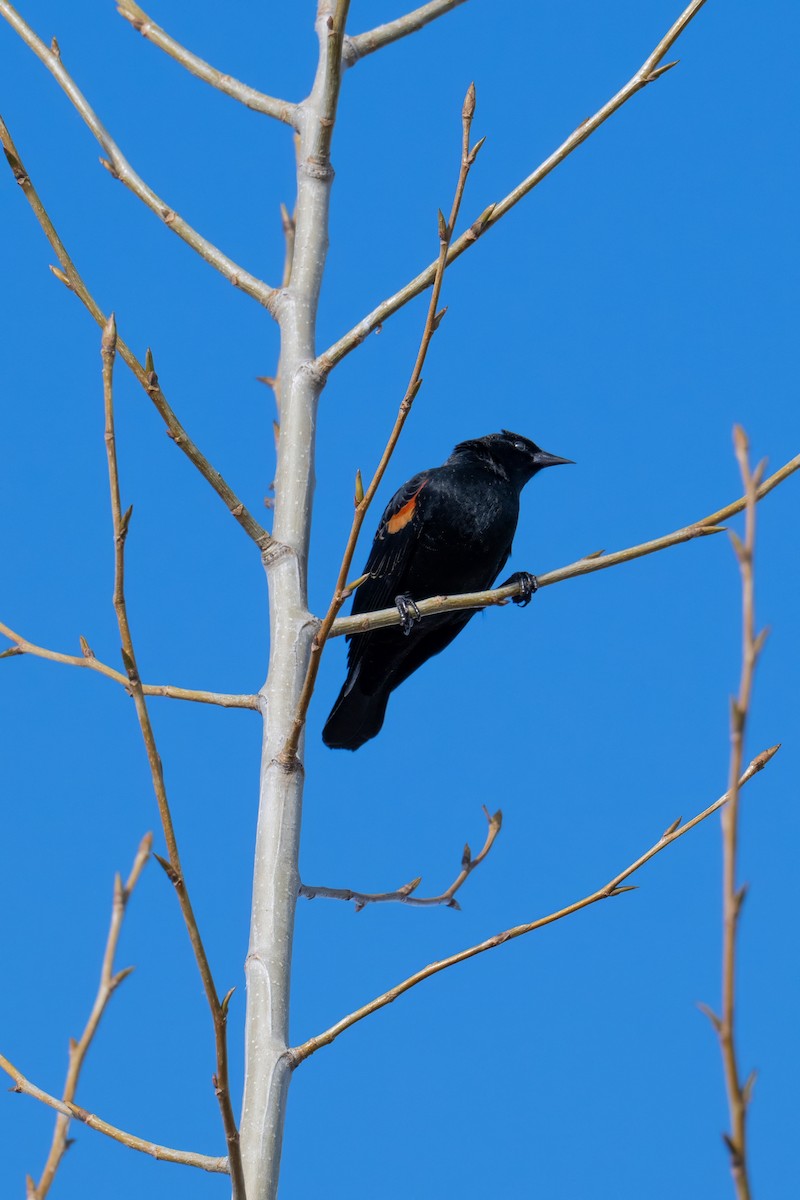 Red-winged Blackbird - ML648981119