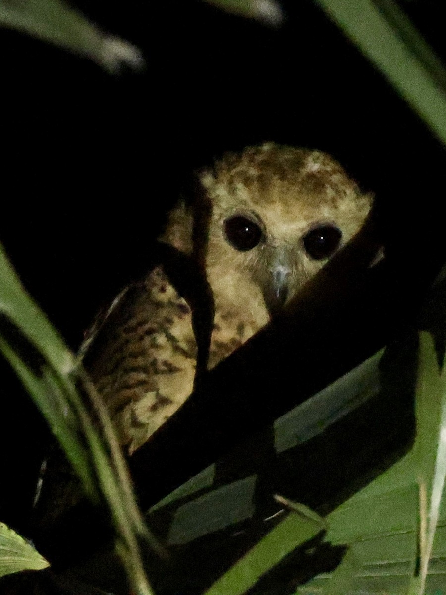 Pel's Fishing-Owl - ML648981252