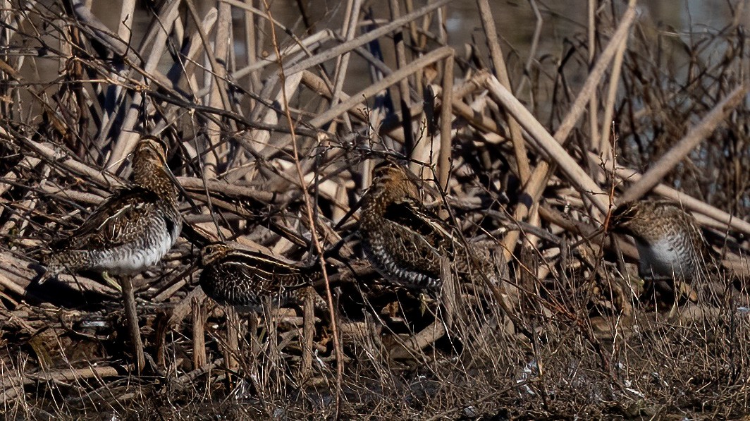 Wilson's Snipe - ML648981290