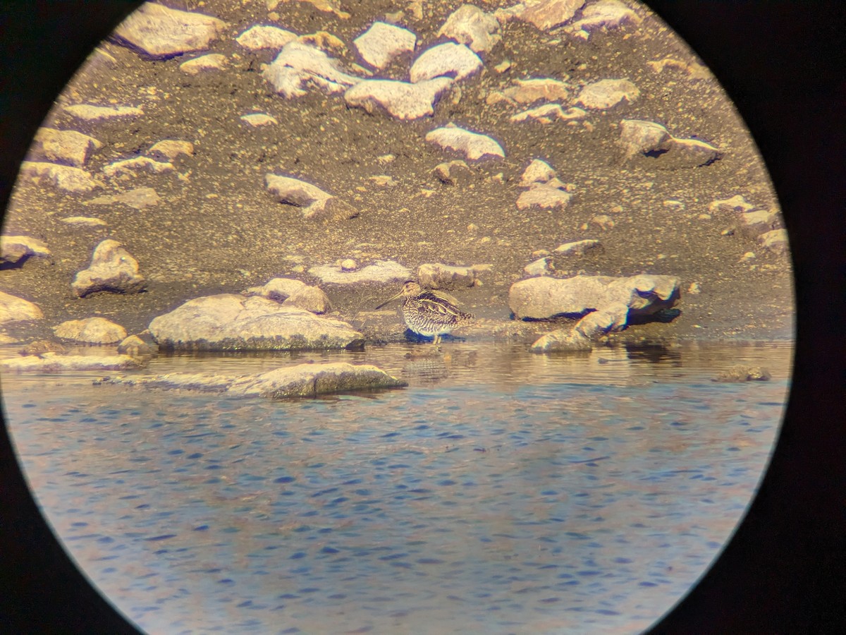 Wilson's Snipe - ML648981469