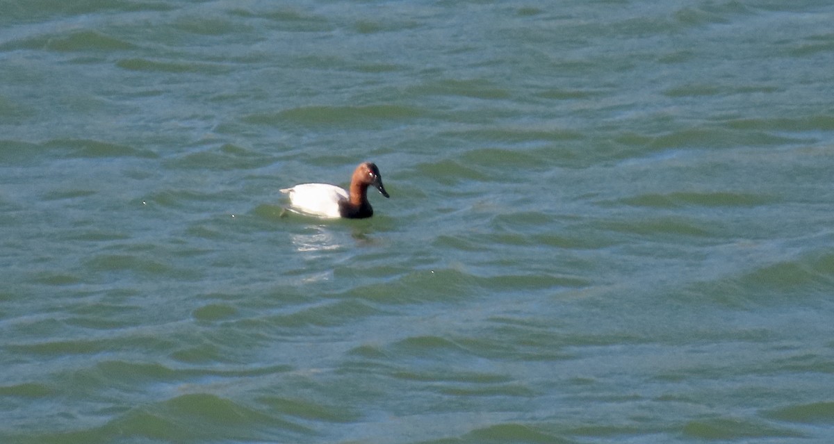 Büyük Elmabaş - ML648981493