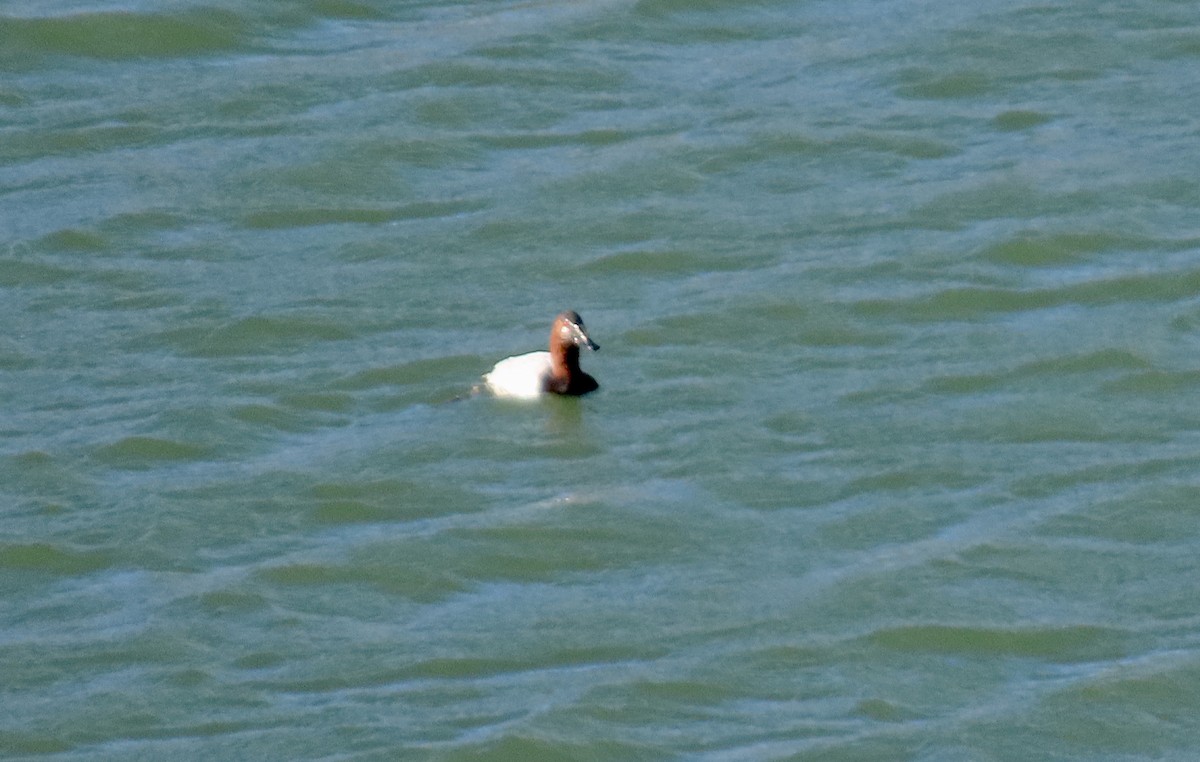 Büyük Elmabaş - ML648981497