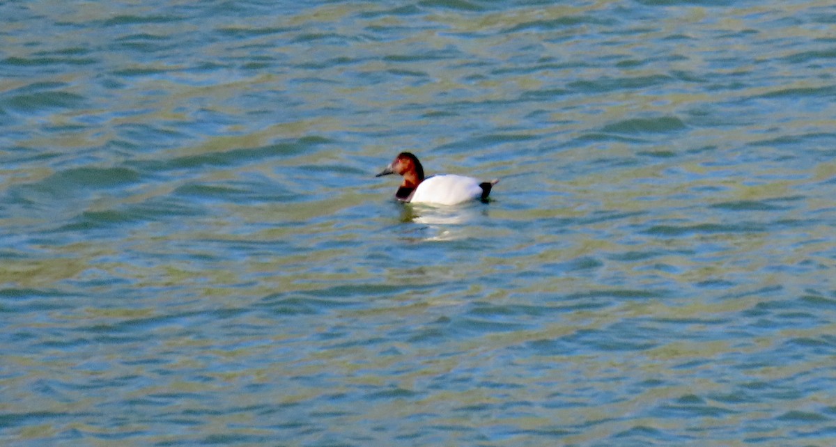 Büyük Elmabaş - ML648981501