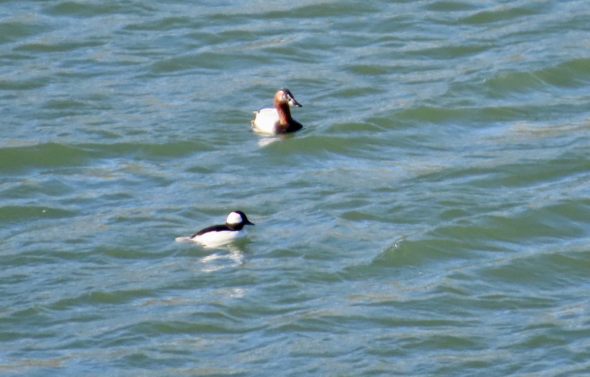 Büyük Elmabaş - ML648981502