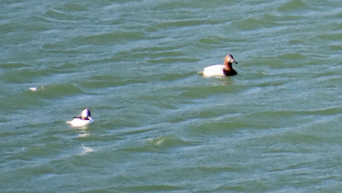 Büyük Elmabaş - ML648981503