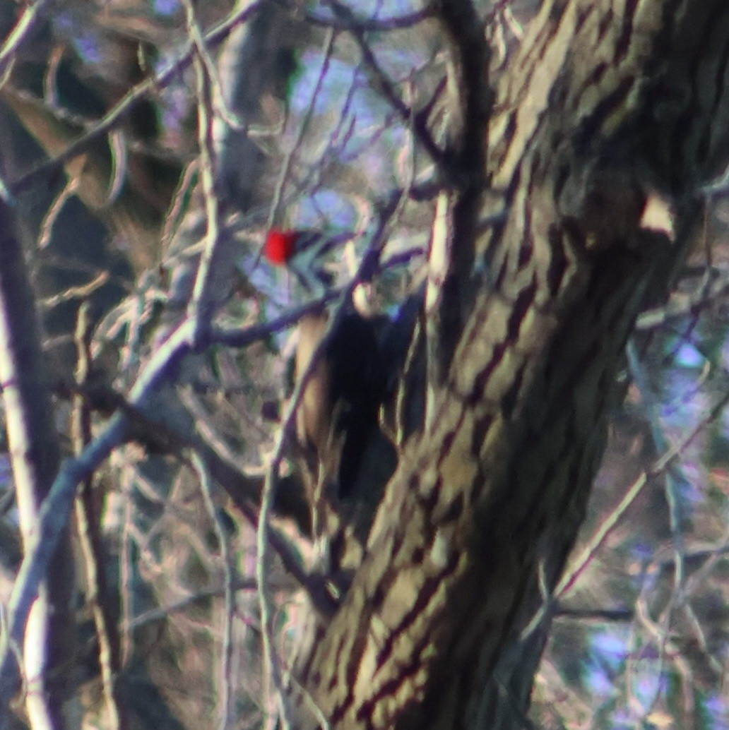 Pileated Woodpecker - ML648981659