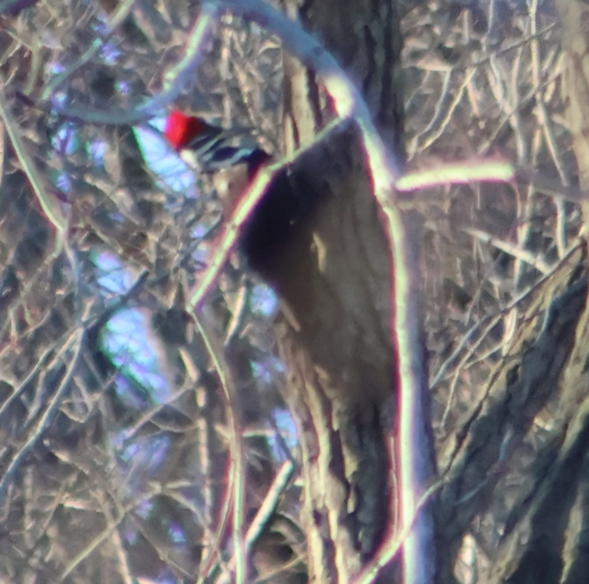 Pileated Woodpecker - ML648981660