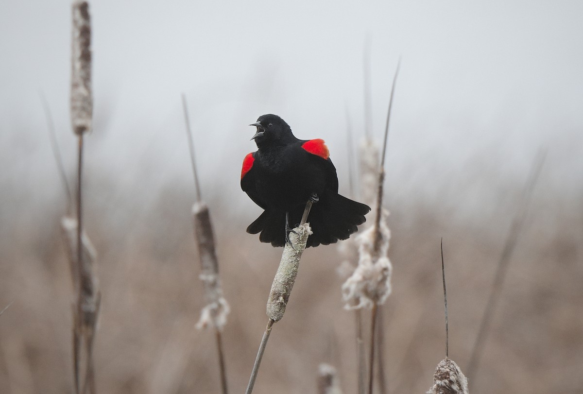 Red-winged Blackbird - ML648981708