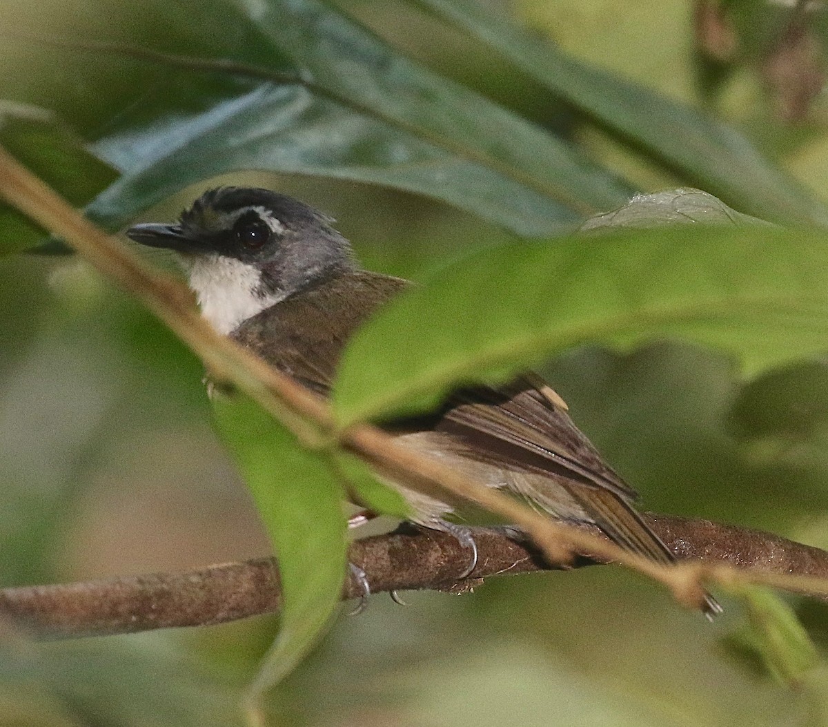 Gray-breasted Babbler - ML64898201