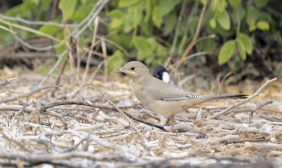 Hypocolius - ML648982096