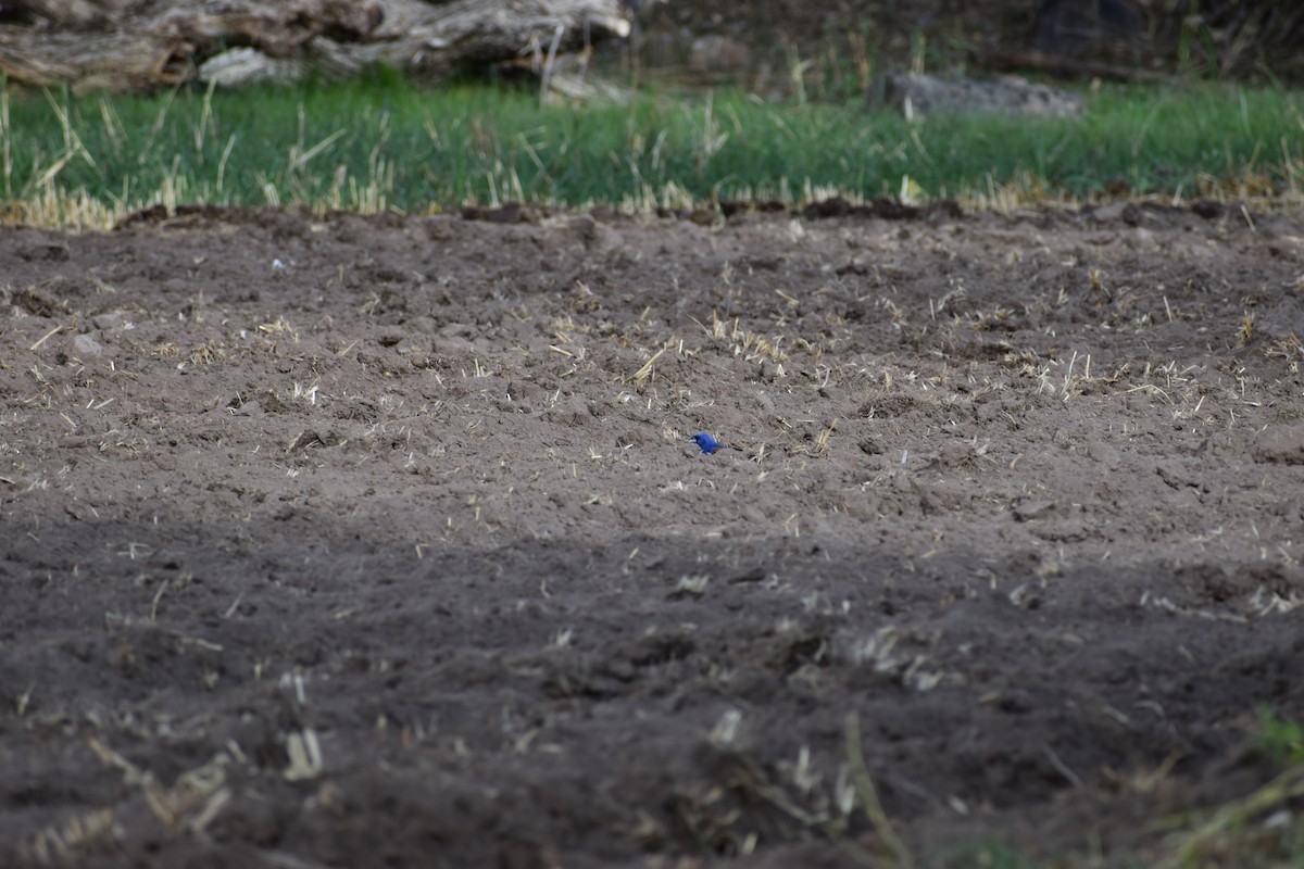 Blue Grosbeak - ML648982142