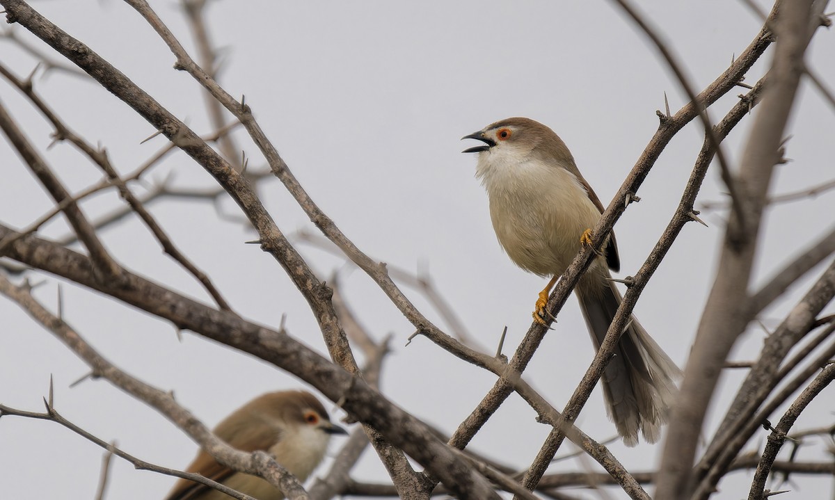 Yellow-eyed Babbler - ML648982195