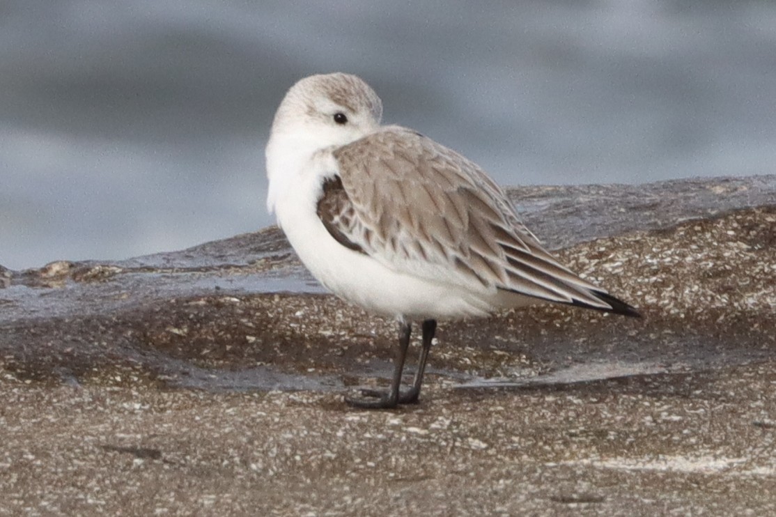 Sanderling - ML648982236