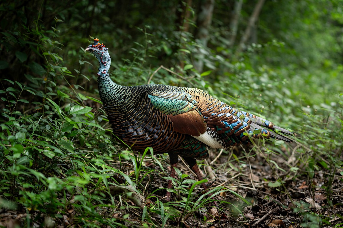 Ocellated Turkey - Jérémy Calvo