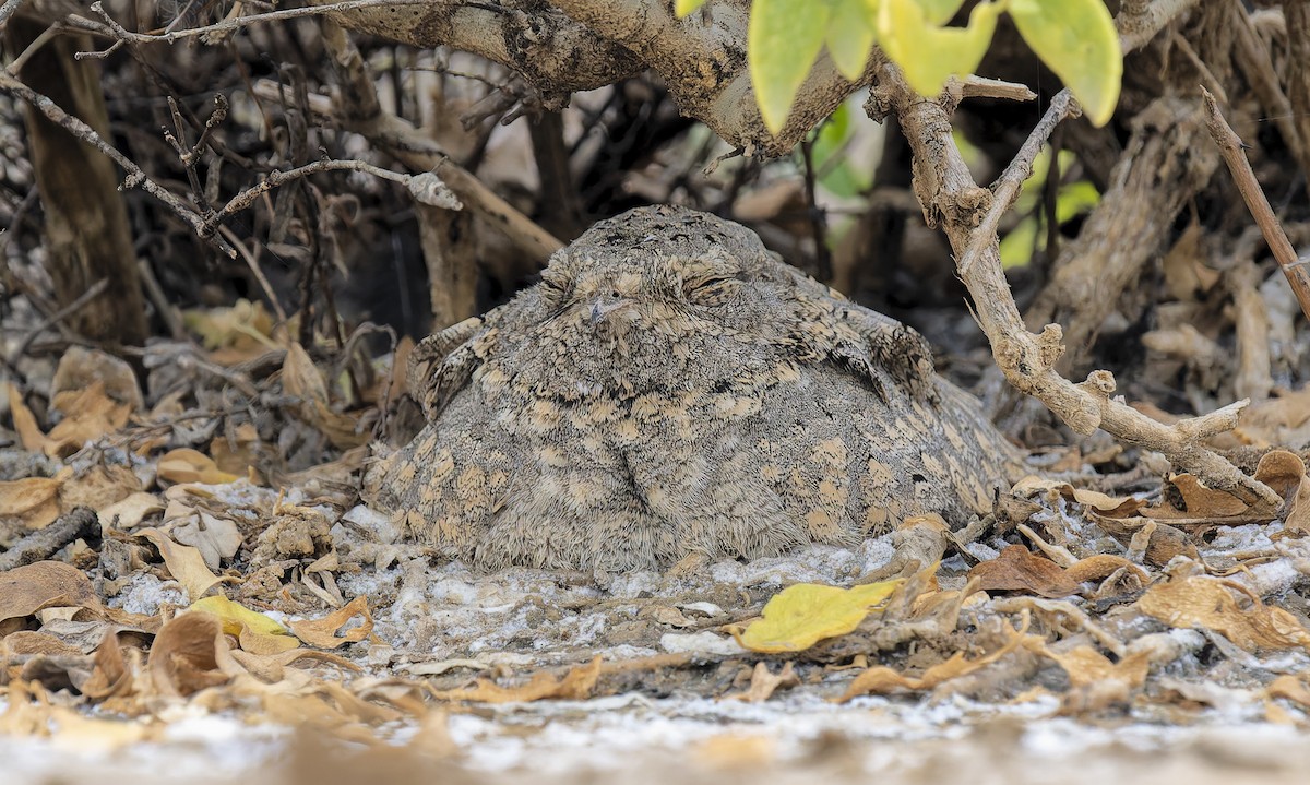 Sykes's Nightjar - ML648982271