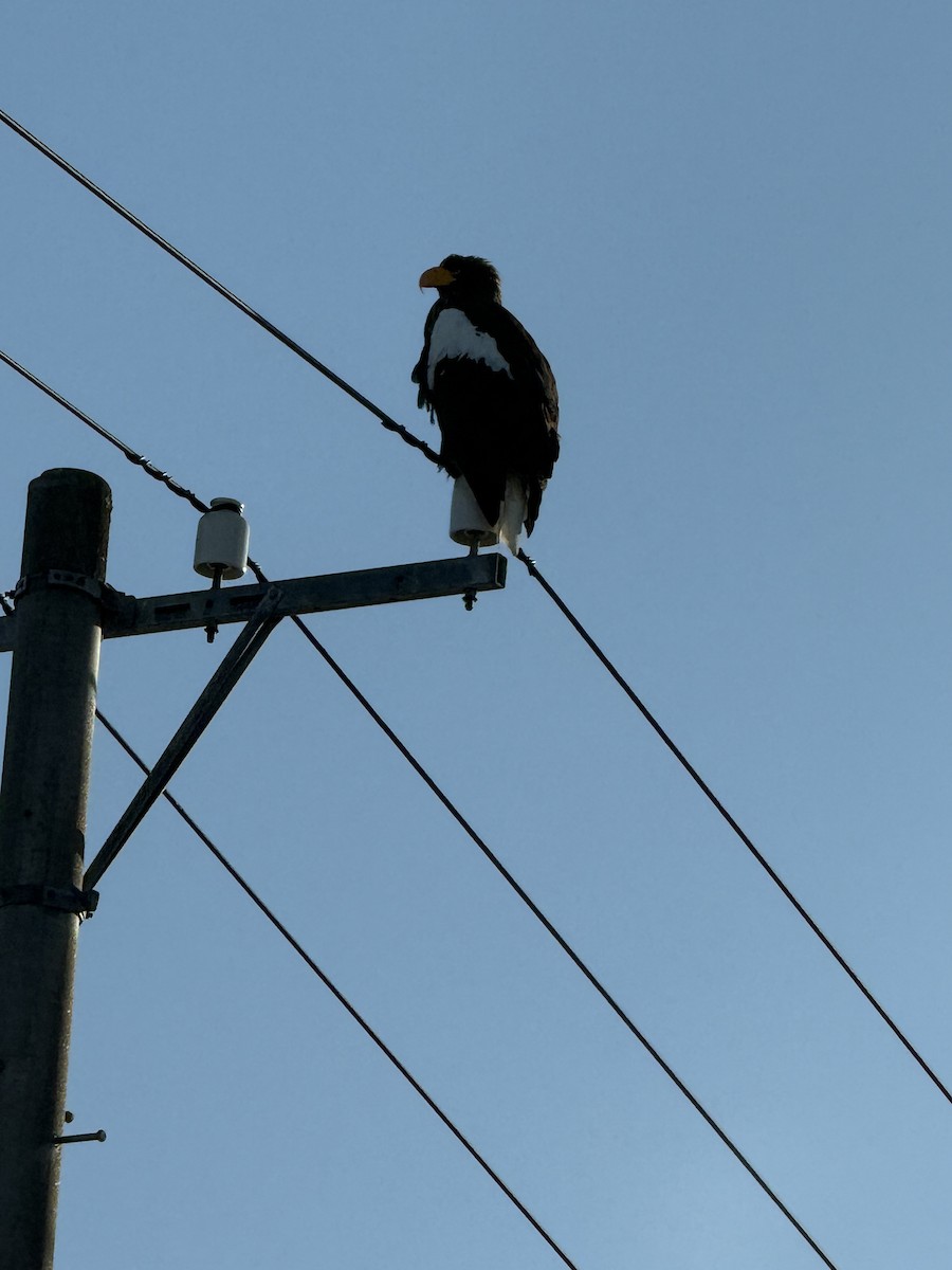 עיטם שטלר - ML648982306