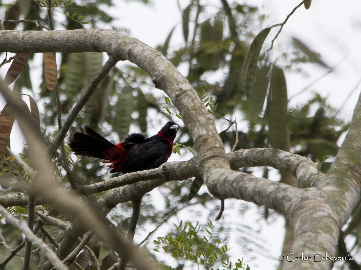 Crimson-collared Tanager - ML64898231