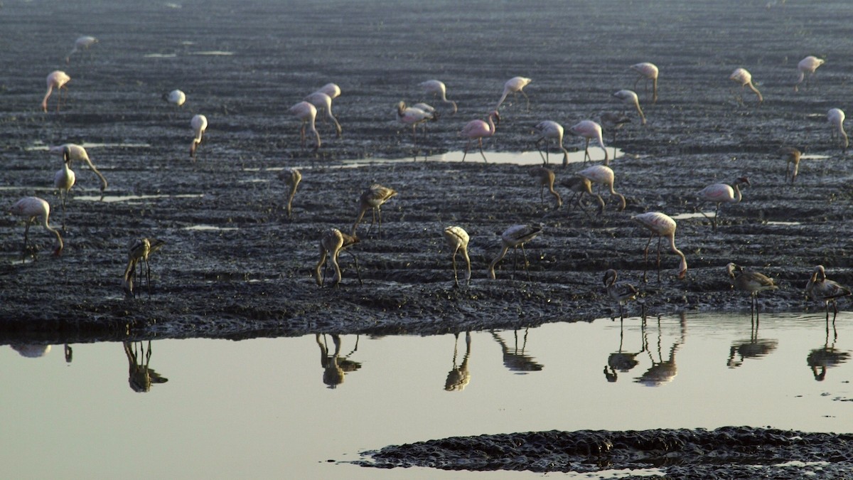 Lesser Flamingo - ML648982481