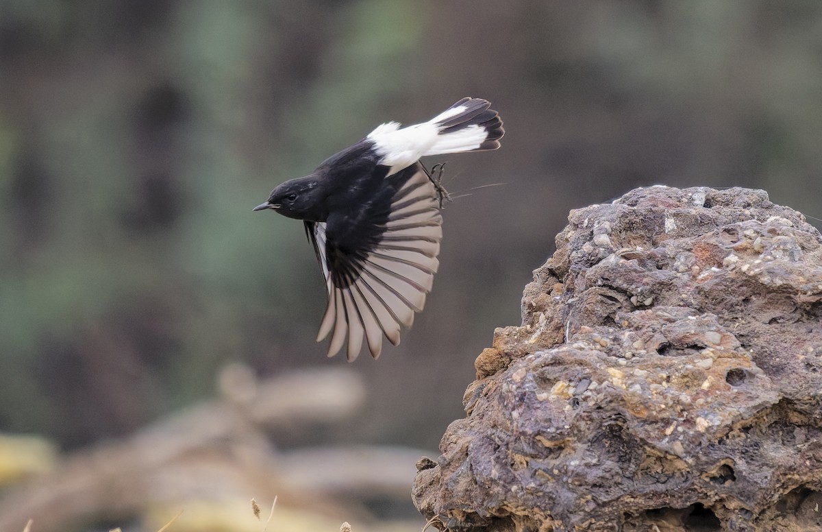 Variable Wheatear - ML648982484