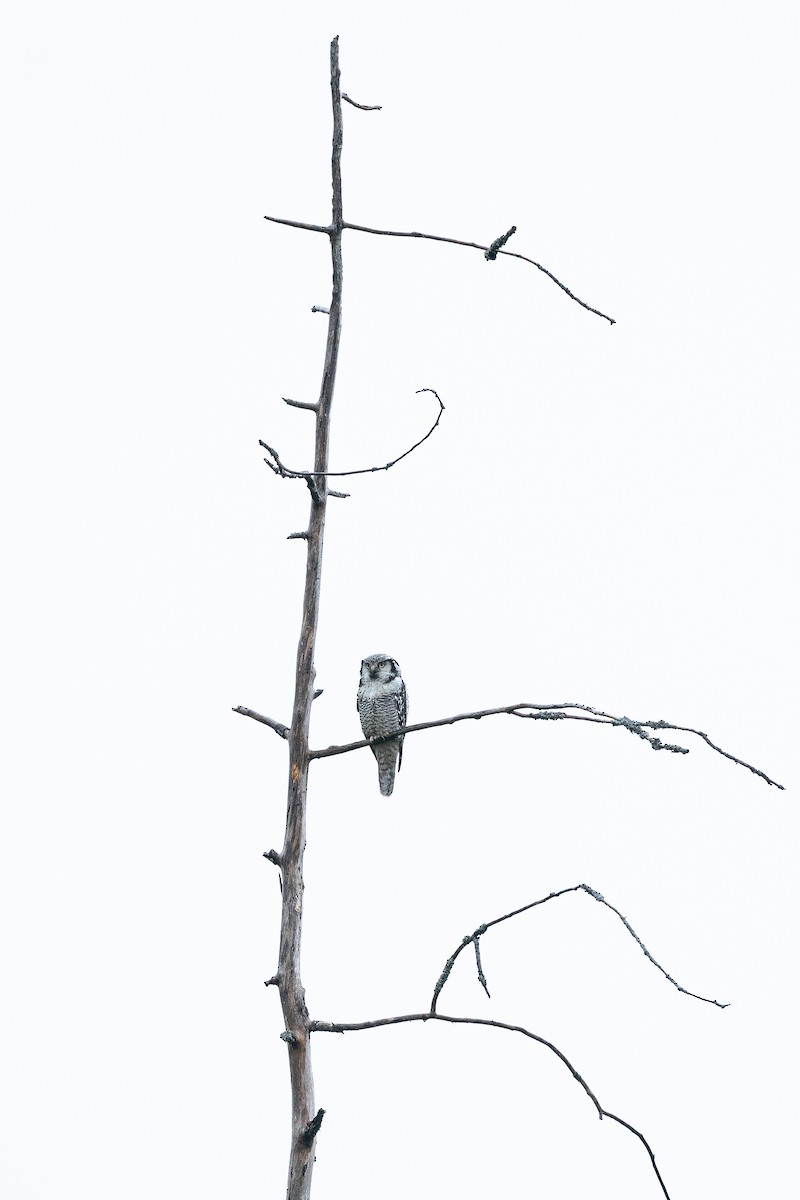 Northern Hawk Owl (Eurasian) - ML648982546