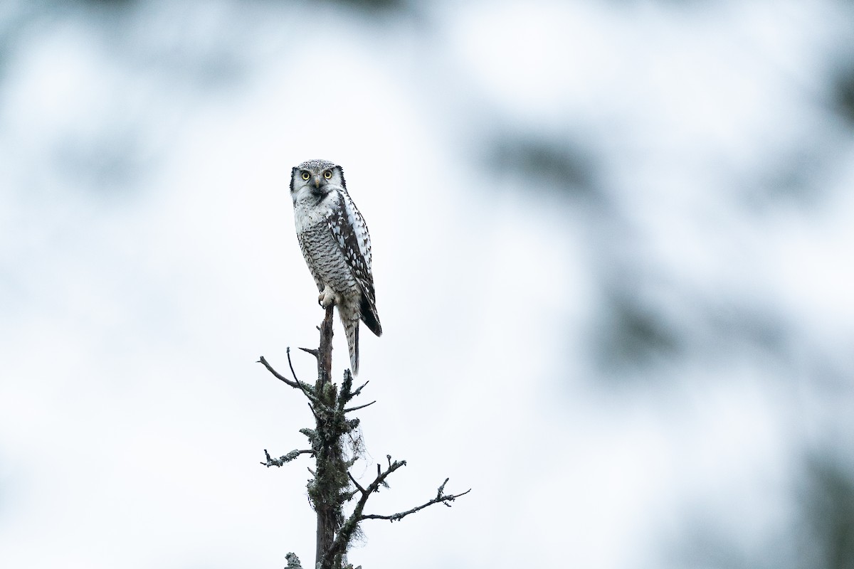 Northern Hawk Owl (Eurasian) - ML648982547