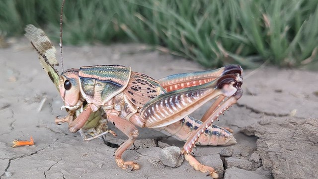 Plains Lubber Grasshopper - ML648982683