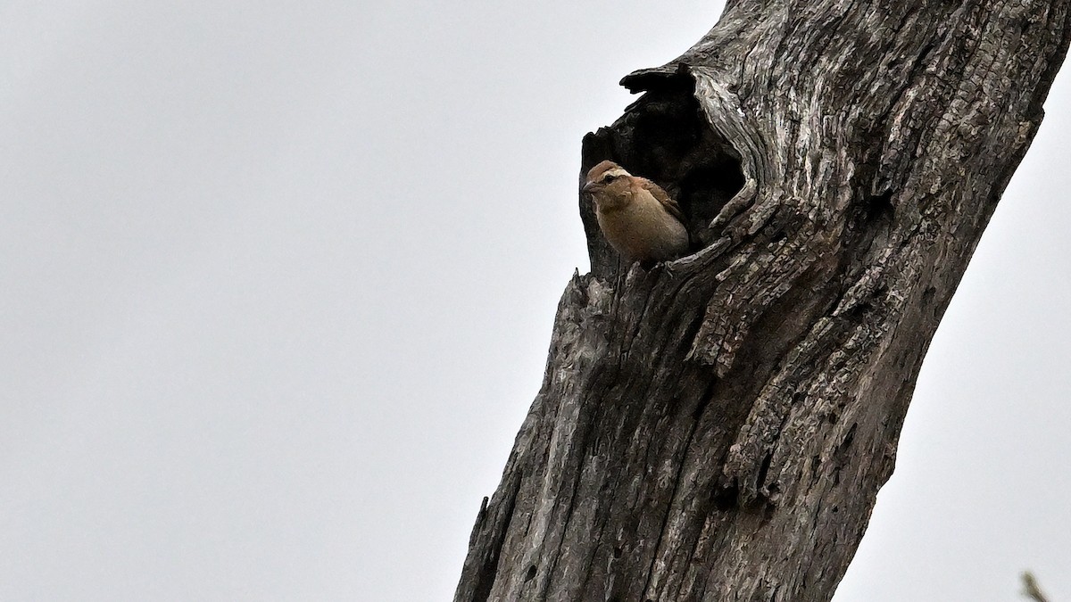 Moineau bridé - ML648982761