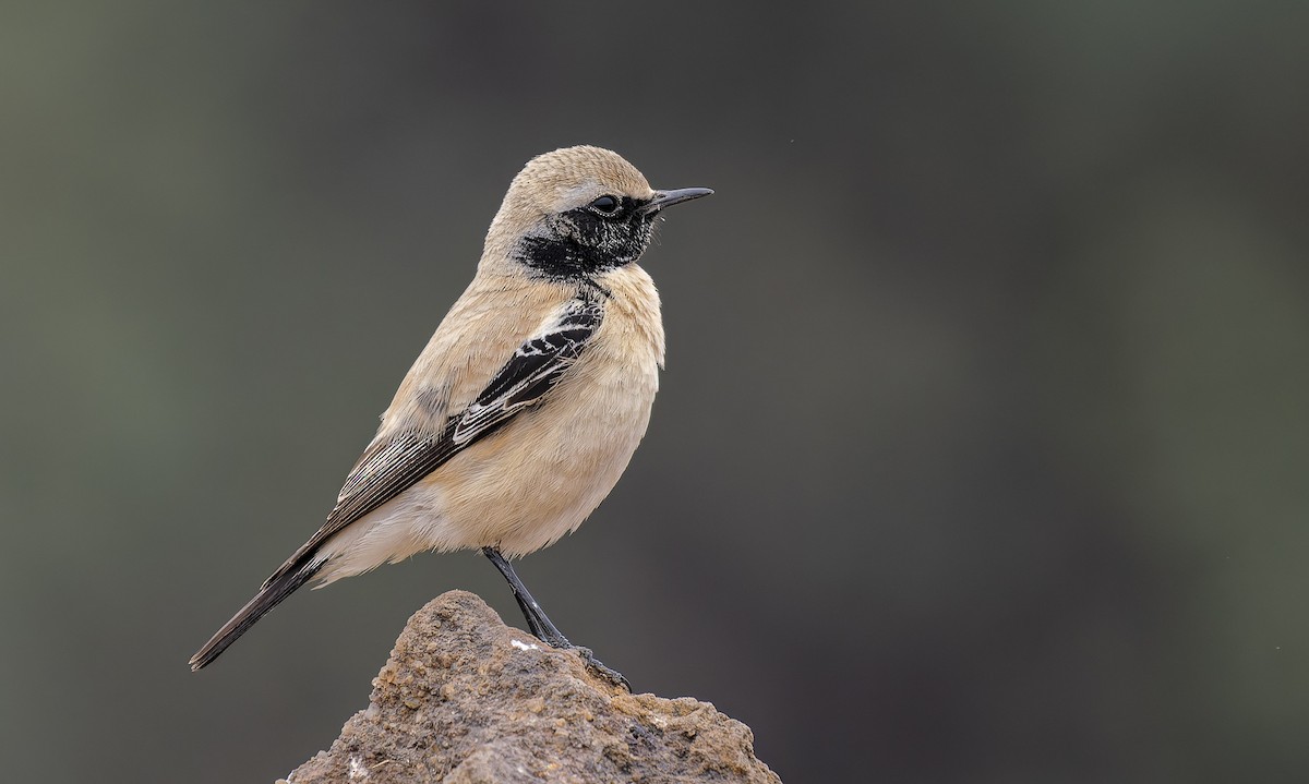 漠䳭 - ML648982784