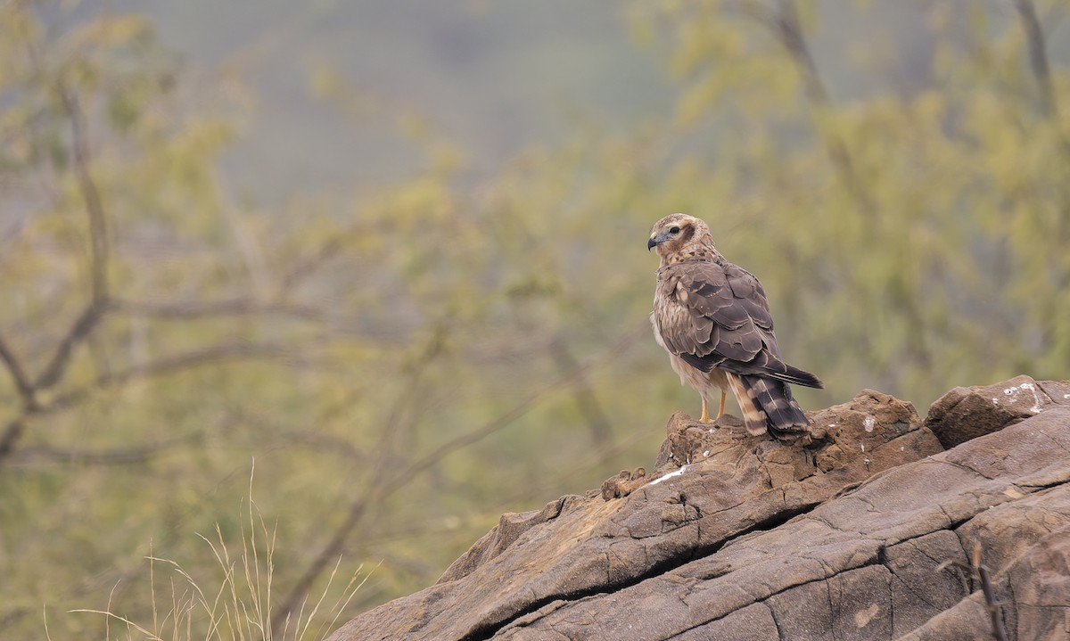 Aguilucho Cenizo - ML648982927